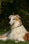 Borzoi