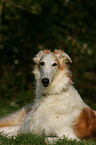 Borzoi