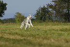 running borzoi