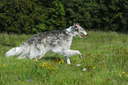 running borzoi