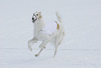 running Borzoi