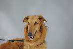 Borzoi portrait