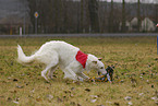 Borzoi