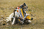 Borzoi at dog race