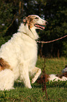 Borzoi