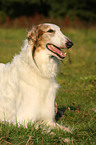 Borzoi