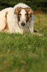 Borzoi