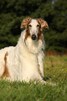 Borzoi