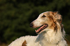 Borzoi Portrait