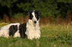 Borzoi