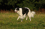 walking Borzoi