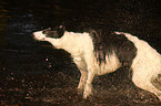 shaking Borzoi