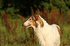 Borzoi Portrait