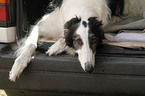 Borzoi