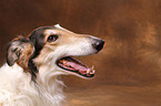 Borzoi