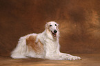 Borzoi