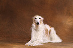 Borzoi