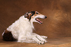 Borzoi