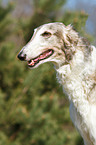 Borzoi Portrait