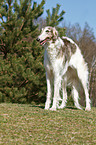 standing Borzoi