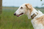 Borzoi Portrait