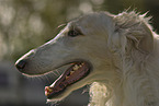 Borzoi Portrait