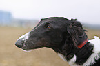 borzoi portrait