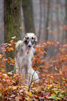 Borzoi