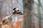 Borzoi Portrait