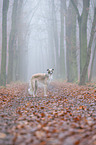 Borzoi