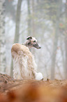 Borzoi