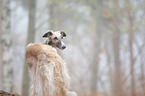 Borzoi Portrait