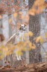 Borzoi