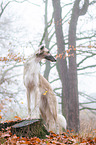 Borzoi