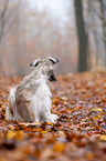 lying Borzoi