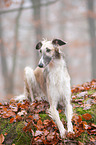 lying Borzoi