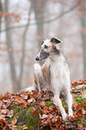 lying Borzoi