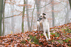 lying Borzoi