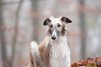 Borzoi Portrait