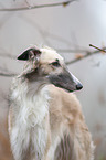 Borzoi Portrait