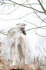 Borzoi