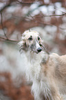 Borzoi Portrait