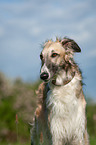 Borzoi Portrait