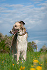 Borzoi