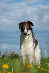 Borzoi