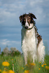 Borzoi