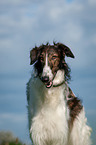 Borzoi Portrait