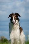 Borzoi Portrait