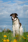 Borzoi