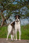 Borzoi